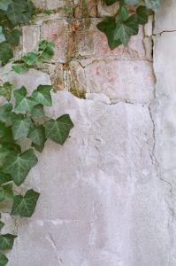 vine growing on a wall