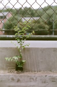 plant growing near a fence