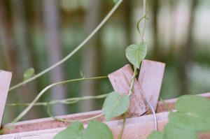 vine on the fence