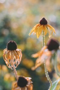 flower withered because of high temperature